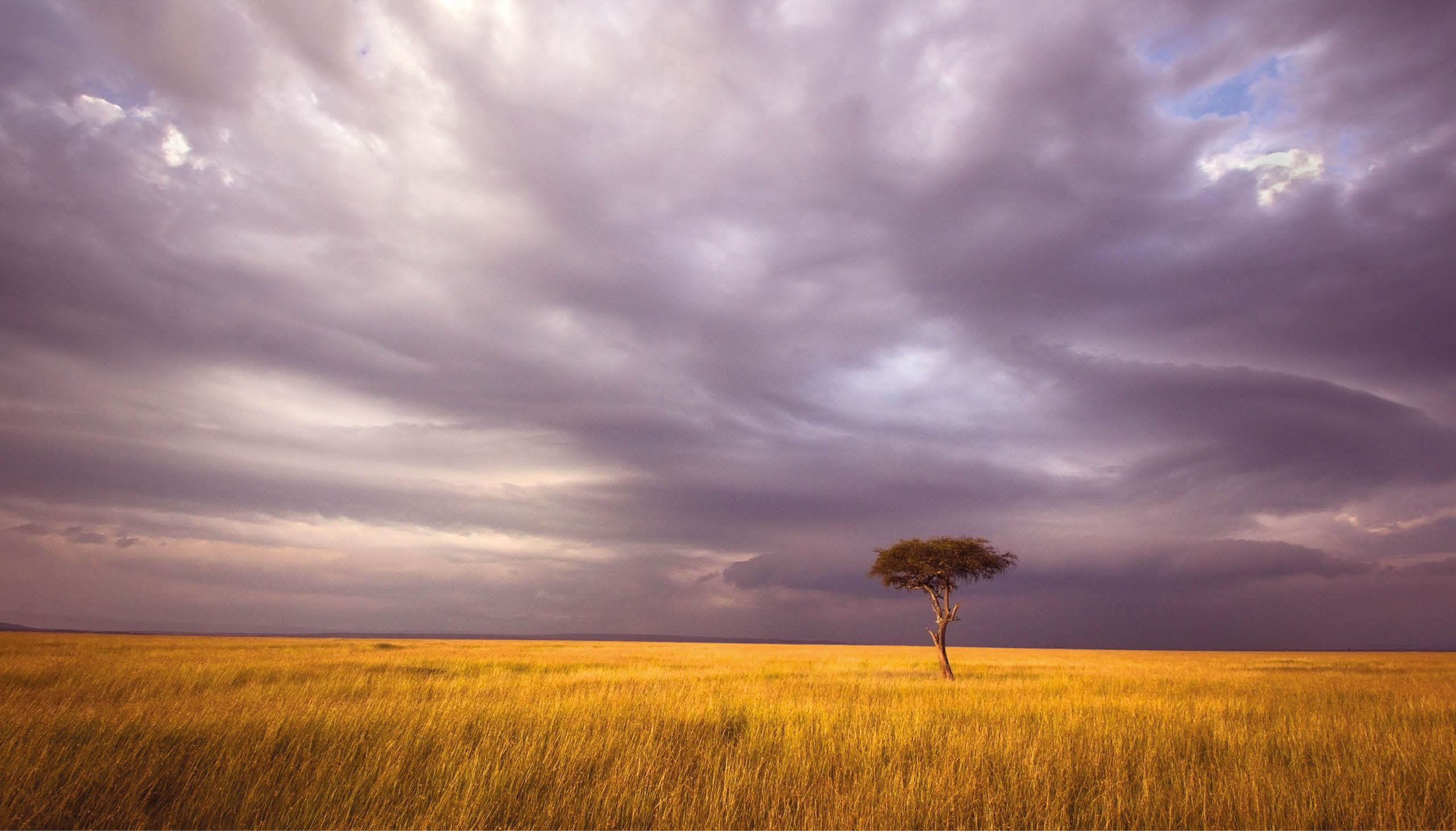 Lone acacia tree in open savannah in the Masai Mara national park, Kenya