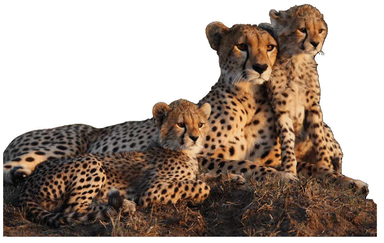Mother cheetah with two 2 month old cubs on a termite mound in the Masai Mara