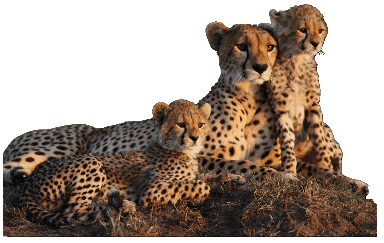 Mother cheetah with two 2 month old cubs on a termite mound in the Masai Mara