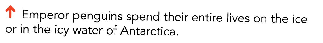   Emperor penguins spend their entire lives on the ice or in the icy water of Antarctica 